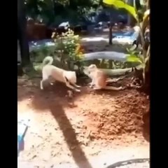 Funniest Cats  - Don't try to hold back Laughter  - Funny Cats Life