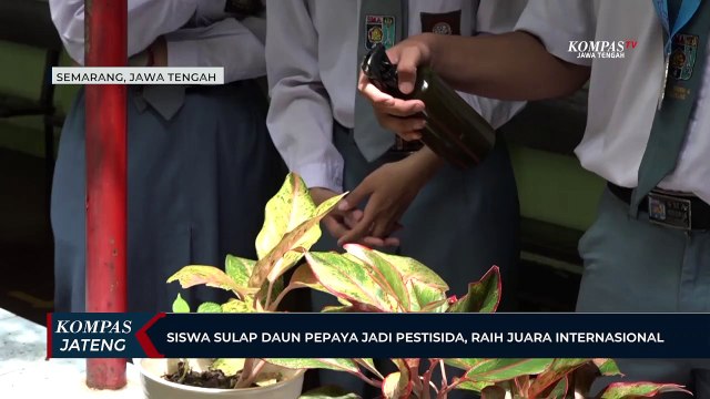 Siswa Sulap Daun Pepaya Jadi Pestisida, Raih Juara Internasional