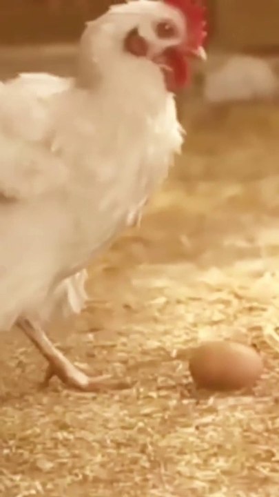 Funny video-#shorts