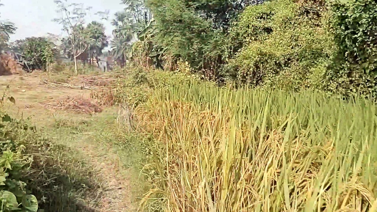 Nature video indian