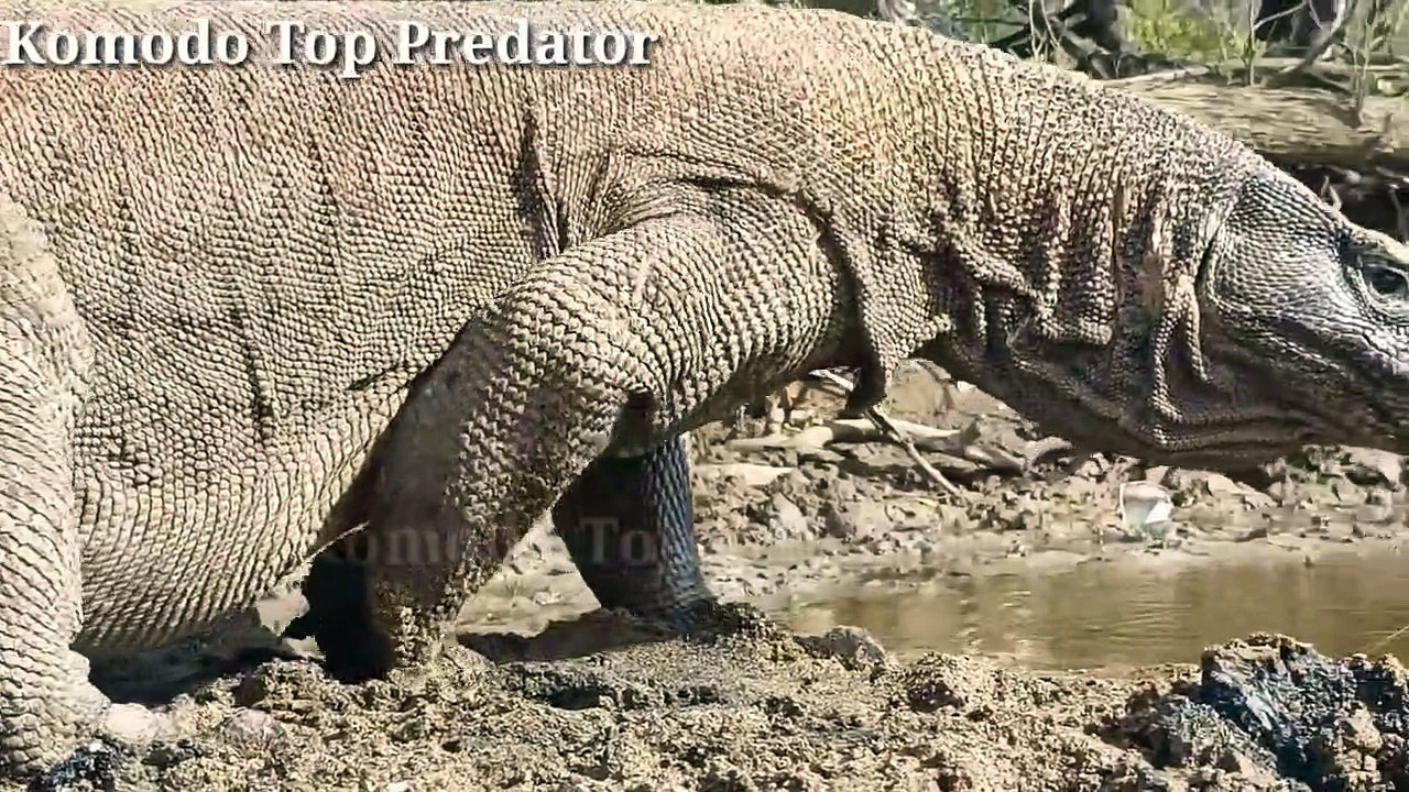 Komodo dragon swallows big Shark _ Hunt a black tip shark.