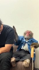 Moneky pats his owner head