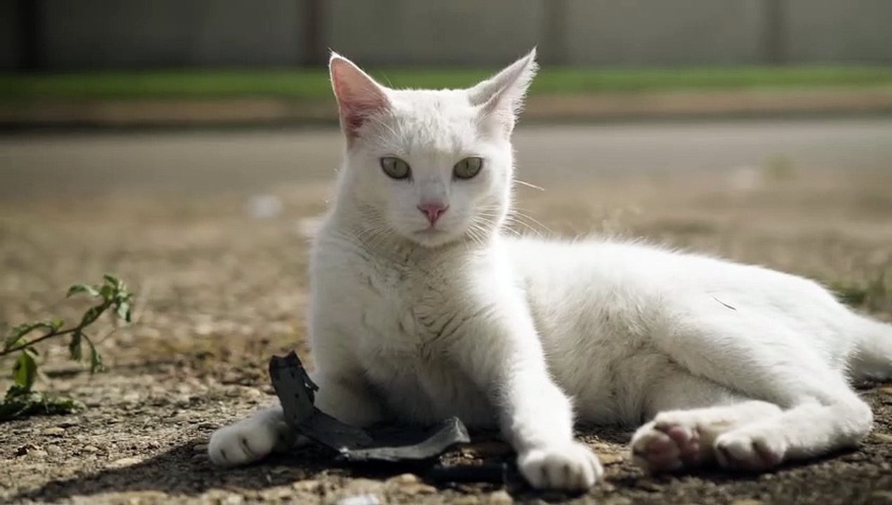 Cat Emaijing Video