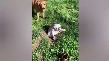 Try Not To Laugh_ Animals Funny Dogs and Cats in The Act 2022 Part 2