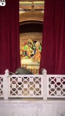 Shree Krishna New Status 🌟 – Viral & Inspirational