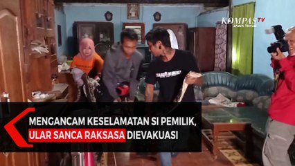 Mengancam Keselamatan Sang Pawang, Ular Sanca Raksasa Dievakuasi