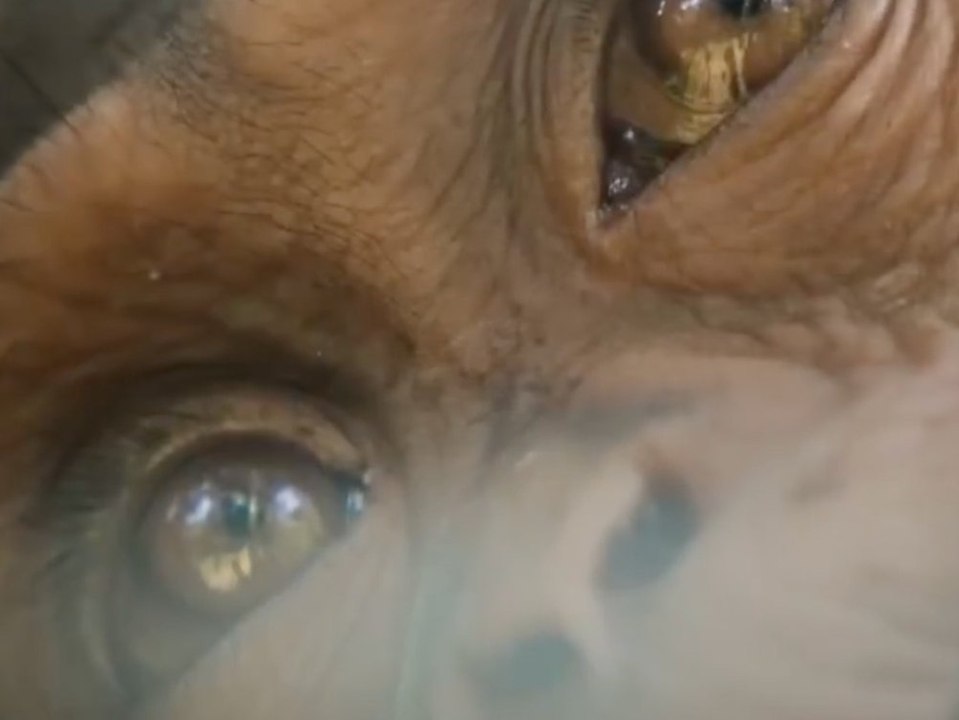 Trailer zu 'Our Universe' (OV) mit Morgan Freeman als Sprecher