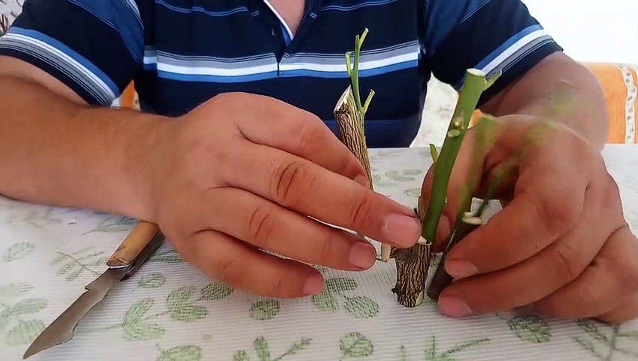 Aşı çeşitleri. Aşı nasıl yapılır. Sürgün ve Durgun Aşı.Kalem ve göz Aşısı.Birbirine aşı olan ağaçlar