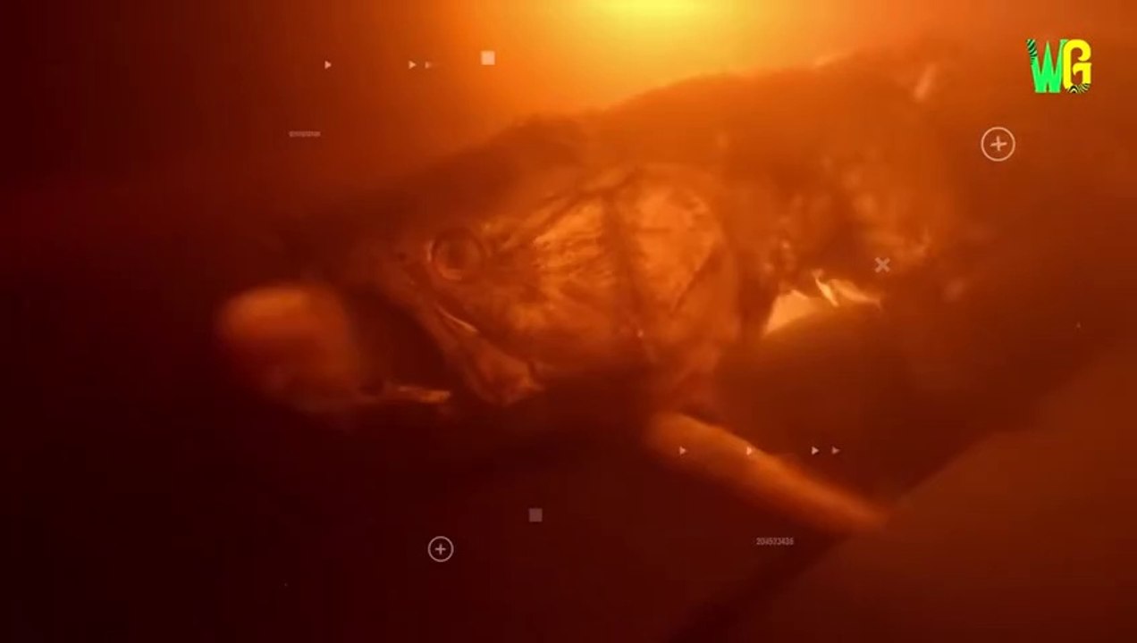 जानवरों की 10 सबसे प्राचीन प्रजातियां ｜ 10 Oldest Animals Species on Earth