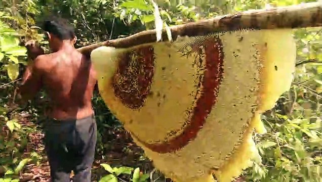 Primitive Technology Harvest Beehive and Honey by Brave Bushmen