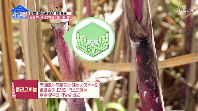 『 폴리코사놀 』 고혈압 예방에 도움을 주는 특급 비책 TV CHOSUN 20221114 방송