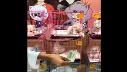 Funny and Cute Dog Pomeranian | Funny Puppy Videos #5