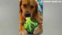 Funniest Animals Video - Funny Dogs And Cats - Try Not To Laugh Animals 2022