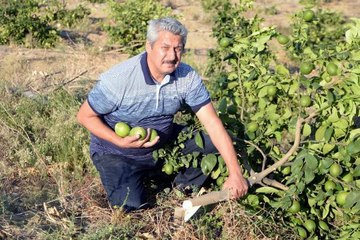 LİMON BAHÇESİNDEKİ 600 AĞACI KÖKLERİNDEN KESTİLER