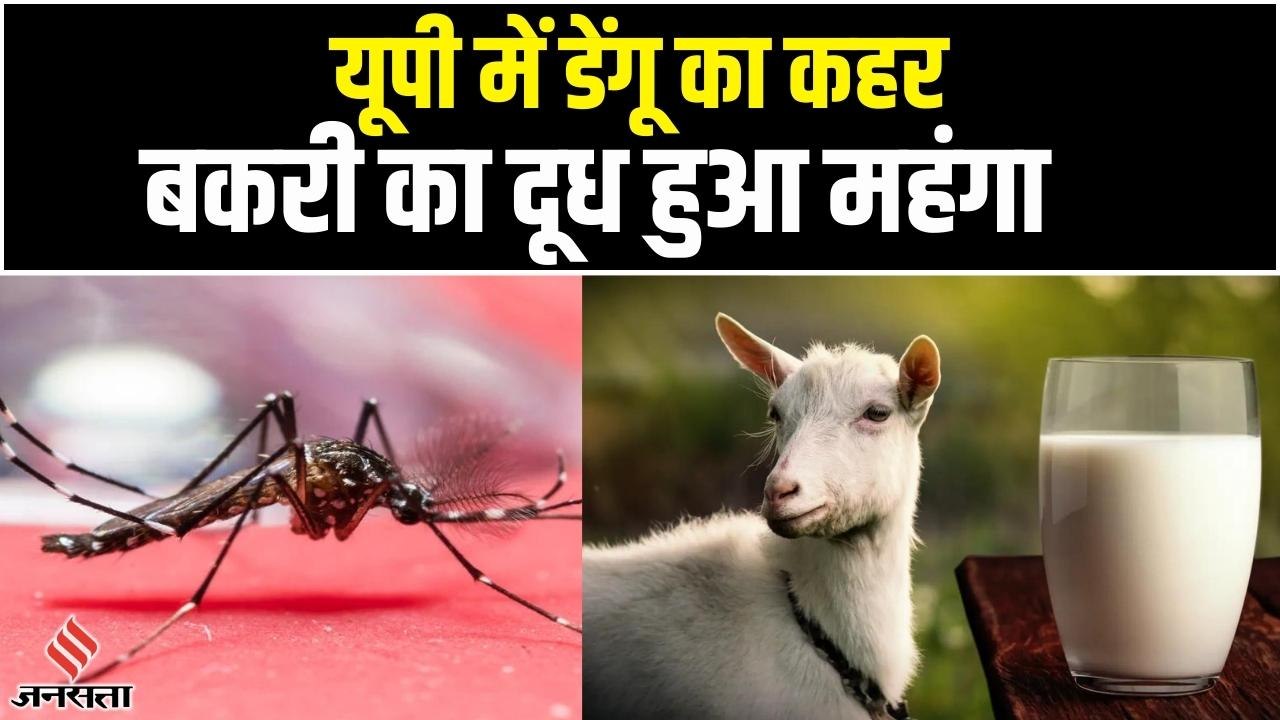Dengue Spike in UP: यूपी की राजधानी में डेंगू का कहर, बकरी दूध हुआ 1500-2000 रु./ लीटर