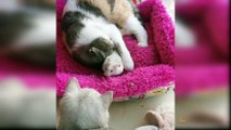 Funny Cats and Dogs Best Funny Animal Videos  3