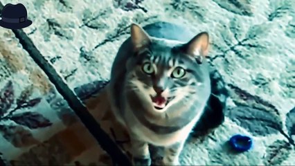 Kucing lucu dan anak kucing mengeong l funy cat