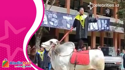 Viral, Mahasiswa Ini Datang Wisuda dengan Tunggangi Sapi