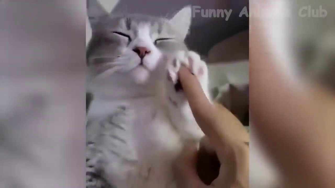 Video Hewan Terlucu-- - Kucing Terbaik-- dan Anjing-- Video 2022_(720P_HD)