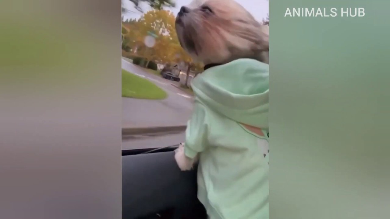 Funniest Animal Videos Best Funny cat and dog videos Try Not Laugh