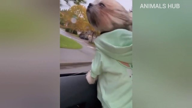 Funniest Animal Videos Best Funny cat and dog videos Try Not Laugh