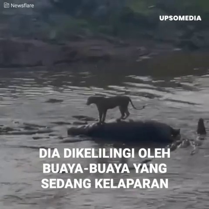 SEEKOR SINGA YANG DIKELILINGI OLEH BUAYA, TERJEBAK DI ATAS TUBUH SEEKOR KUDA NIL