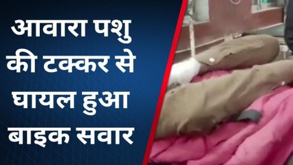 दौसा : आवारा पशु की टक्कर से घायल हुआ बाइक सवार, अस्पताल में भर्ती