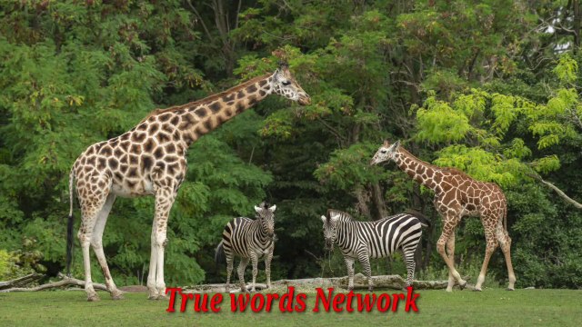 Three natural laws that fear But right!laws of nature by hasnain ansab تین فطری قوانین جو کڑوے لیکن حق ہیں