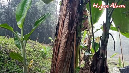 SUARA HUJAN ALAMI️️ HANGATNYA SUARA HUJAN DI BAWAH POHON PISANG INSOMNIA SELAMAT TINGGAL