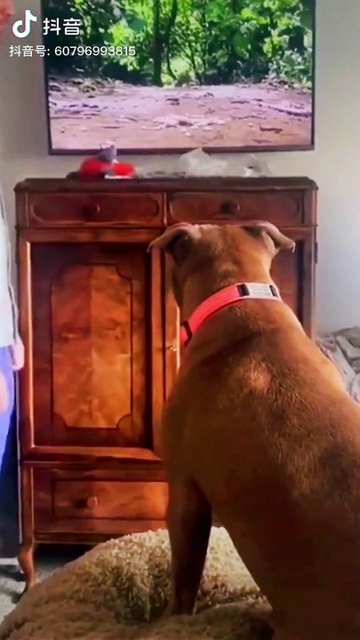 Dog funby moments #animal #pets