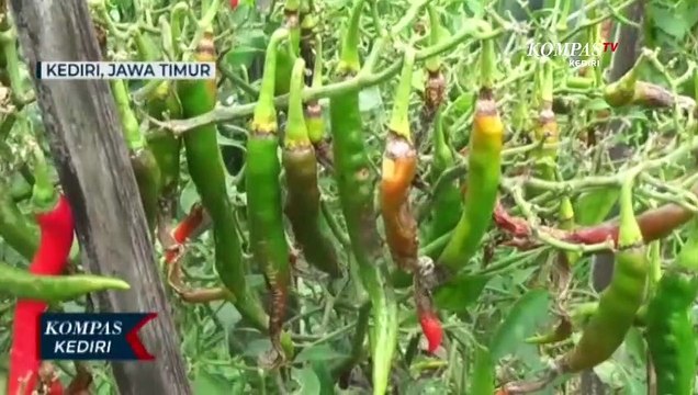 Akibat Cuaca Buruk, Petani Cabai Terancam Gagal Panen