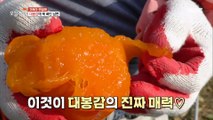 [Tasty] a delicious persimmon, 생방송 오늘 저녁 221114