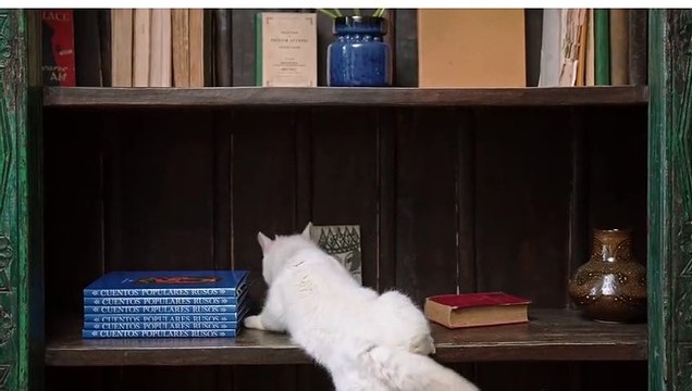 Soo Cute cat dog kittens and puppies playing video || Best cute animals funny videos