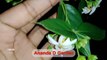 How to parijat flowers plant ।। শিউলি ফুলের গাছে ফুল ফুটেছে ।। #Ananda D Garden #shorts #shiuli
