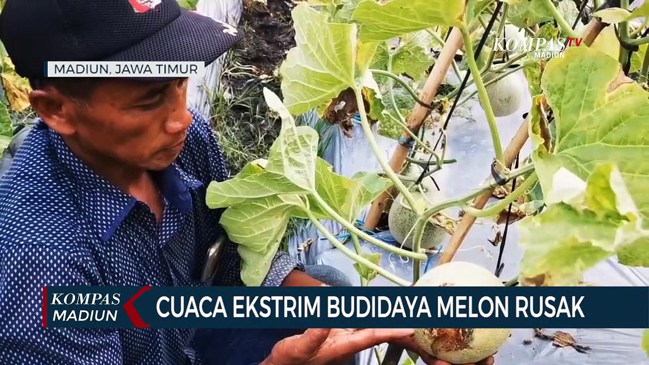 Cuaca Ekstrim Budidaya Melon Rusak
