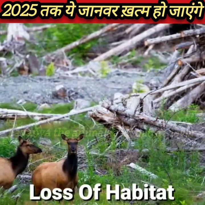 ऐसे जानवर जो 2025 तक इस धरती से विलुप्त हो जाएंगे 