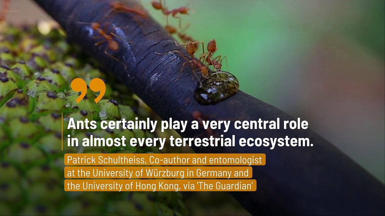 According to Researchers Ants Outnumber Humans 2.5 Million to One ...