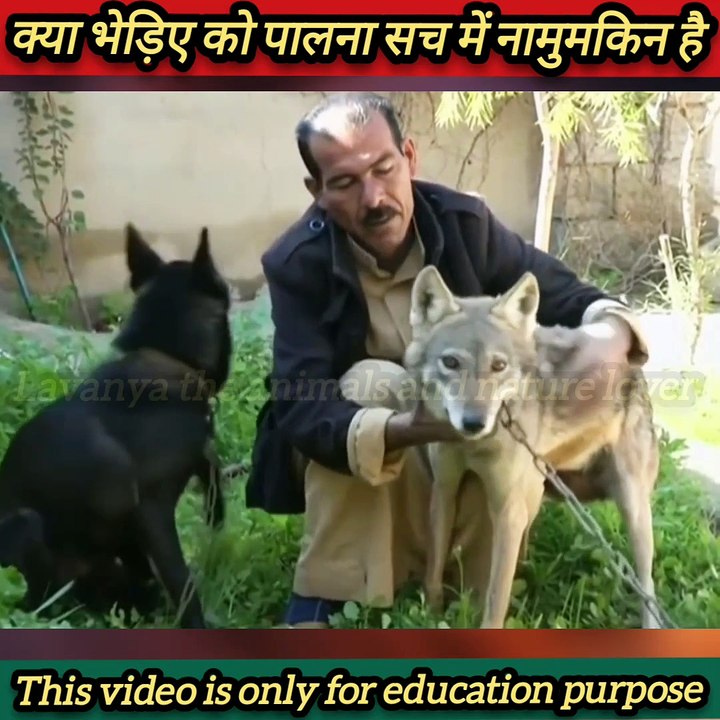 क्या भेड़िए को पालना सच मे नामुमकिन है?