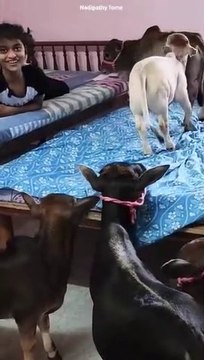 MiniCows Enjoy Sleeping Bed miniature cows Punganuru cows world Shotest Ancient Brahman Breeds