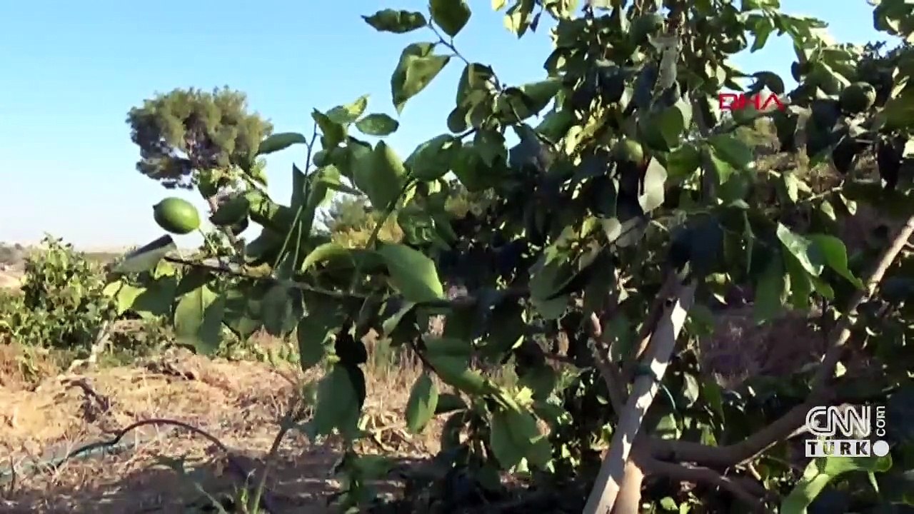Limon bahçesindeki 600 ağacı köklerinden kestiler