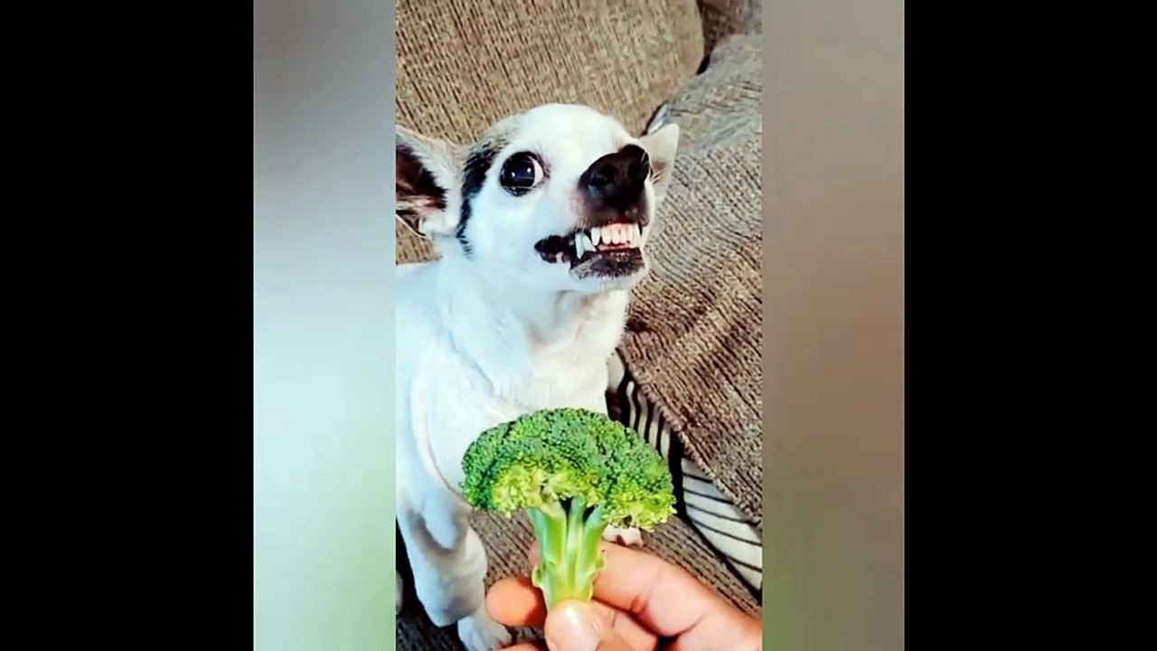 funny dog