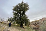 Nevşehir'in anıt ağacı 530 yıllık sapsız meşe görkemiyle hala ayakta