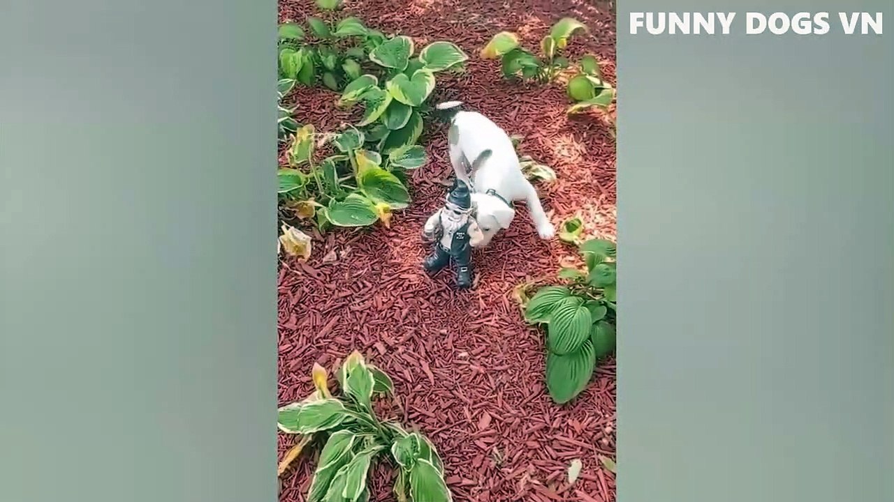 Video Hewan Terlucu Part. 2  - Anjing Dan Kucing Lucu - Cobalah Untuk Tidak Menertawakan Hewan 2022