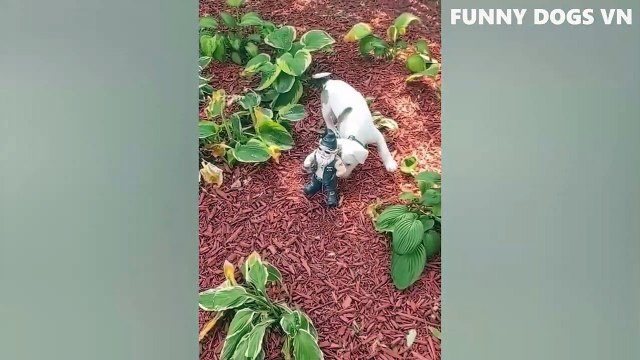 Video Hewan Terlucu Part. 2 - Anjing Dan Kucing Lucu - Cobalah Untuk Tidak Menertawakan Hewan 2022