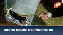 Cobra Coils Behind Refrigerator In Karnataka, Rescued
