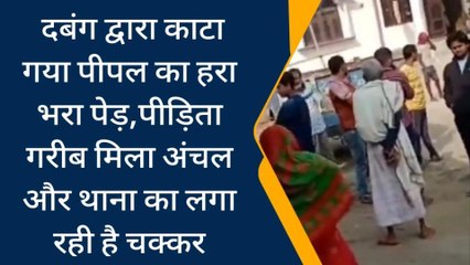 सिवान: पड़ौली मे दबंग द्वारा काटा गया पीपल का पेड़, पीड़िता अंचल और थाना का लगा रही है चक्कर