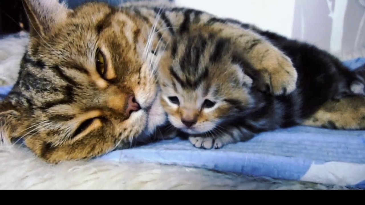 cutes cat