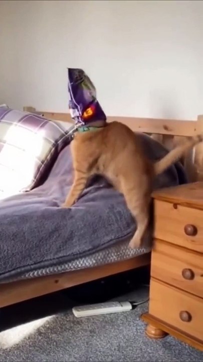 Funniest Animal Videos in The World Ch 5