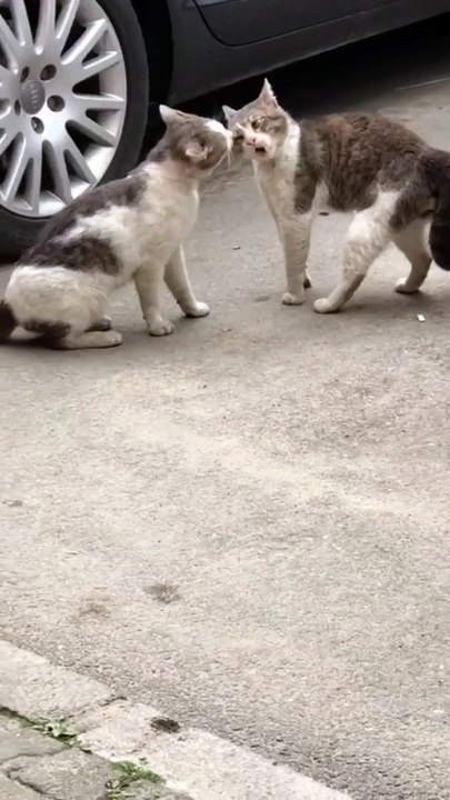 Funniest Animal Videos in the World Ch 4