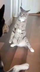 Funniest Animal Videos in The World Ch 3